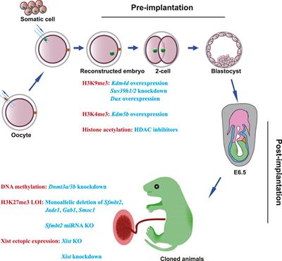 Epigenetic manipulation to improve mouse SCNT embryonic development